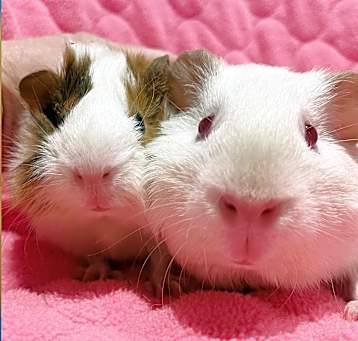 Photo of Maisy & Maya
