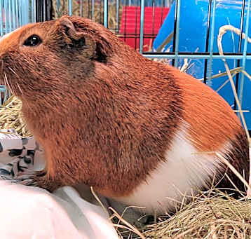 Photo of Howlite