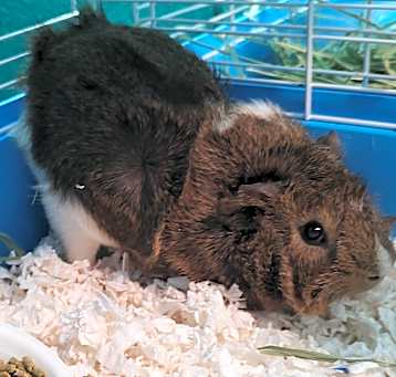 Photo of Gabbro