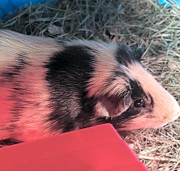 Photo of Chauncey