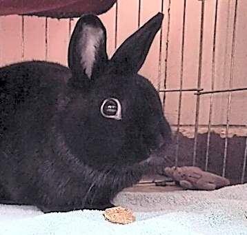 Photo of Mistie (fostered in Omaha)