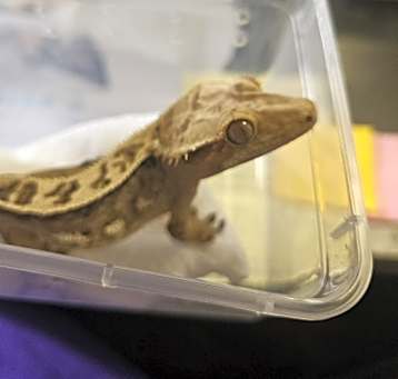 Photo of Lockhart