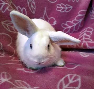 Photo of Pecan