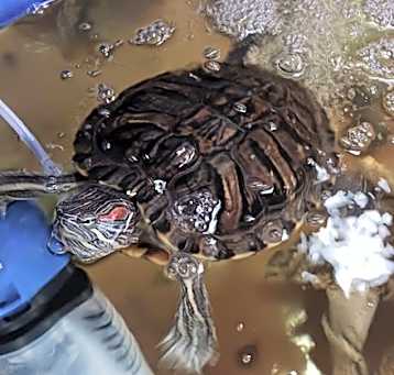 Photo of Swimmie