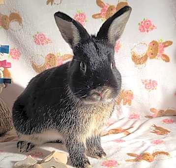 Photo of Coco