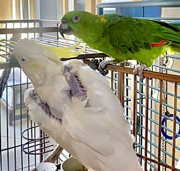 Photo of Glider