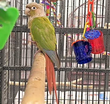 Photo of Daisy