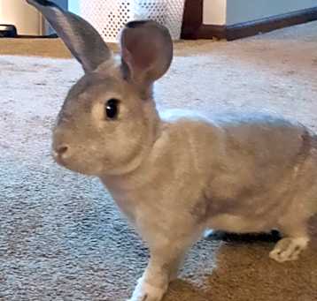 Photo of Maurice