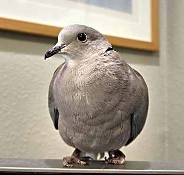 Photo of Diego