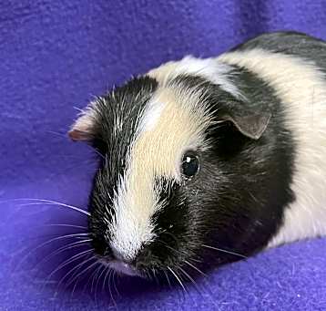 Photo of Baby