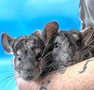Photo of Gil  (& Bulldog) - bonded pair