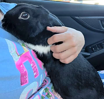 Photo of Bandit