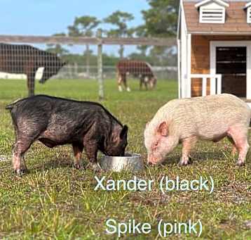 Photo of Xander