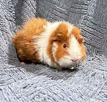 Photo of Pickles