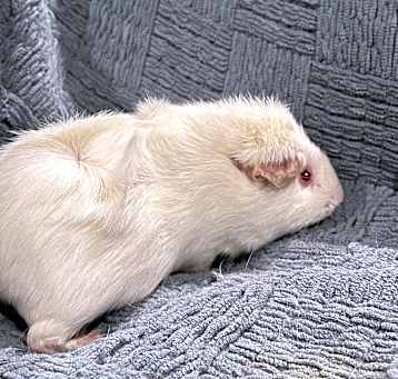 Photo of Snowy