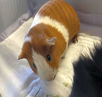 Photo of Pugsley