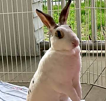 Photo of Miss Junior Mint