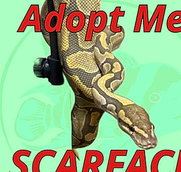 Photo of Scarface the Ball Python
