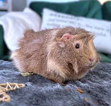 Photo of Caramel
