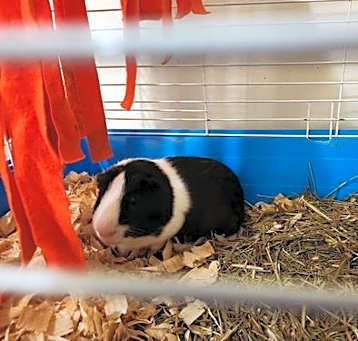 Photo of Jasmine