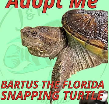 Photo of Bartus the FST