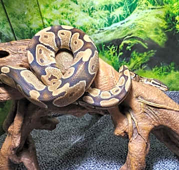 Photo of Cornbread