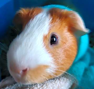 Photo of Skellie