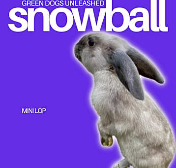 Photo of Snowball