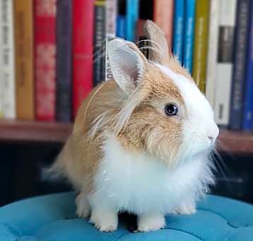 Photo of Sweet Pepper