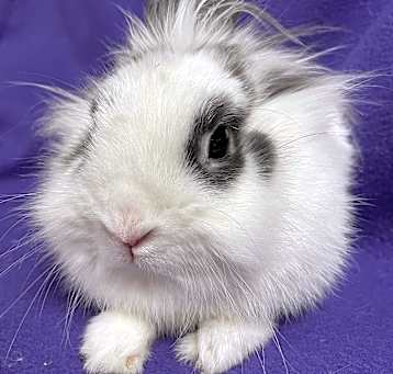 Photo of Cece