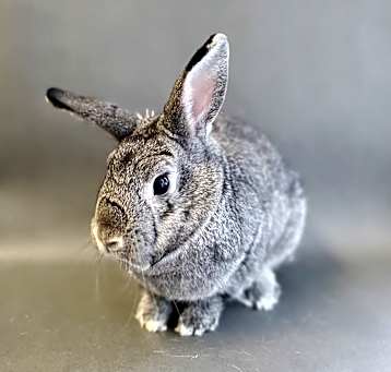 Photo of Eeyore
