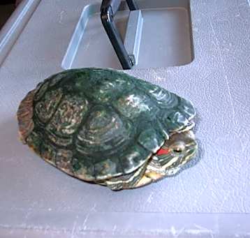 Photo of INCHY