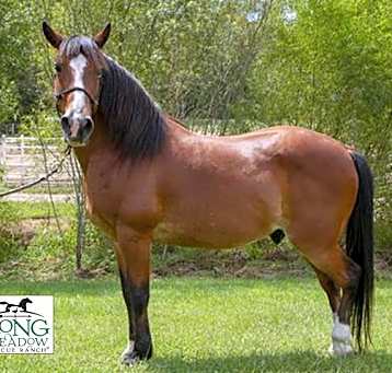 Photo of MOONSHADOW
