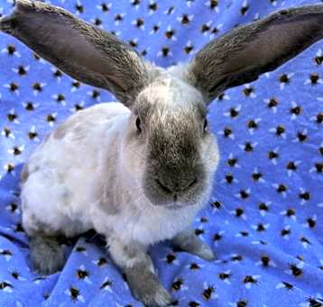 Photo of Claude