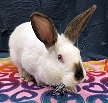 Photo of Holly