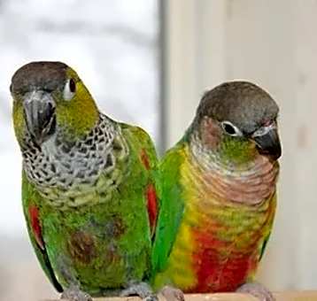 Photo of Zazu & Beaker