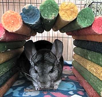 Photo of Willy