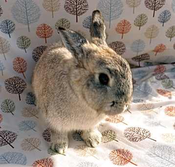 Photo of Rosey