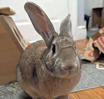 Photo of Dopey