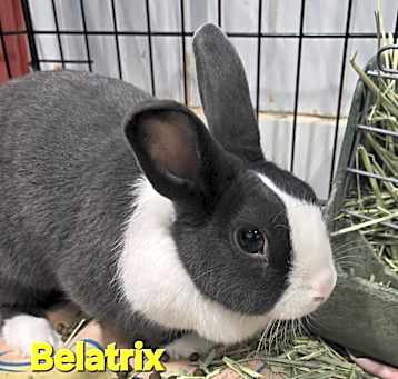Photo of Beatrix