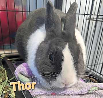 Photo of thor