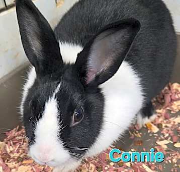 Photo of connie