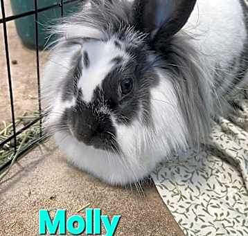 Photo of Molly