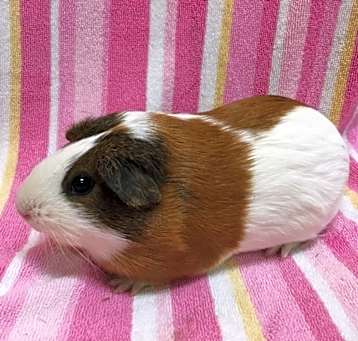 Photo of Jensa