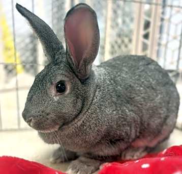 Photo of Clyde
