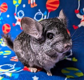 Photo of Roscoe
