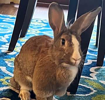 Photo of Bella