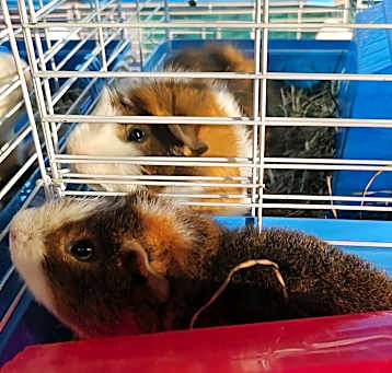 Photo of Cavalier