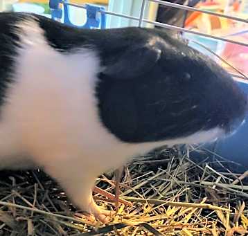 Photo of Bristle