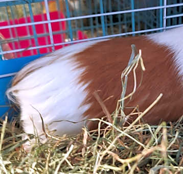 Photo of Postum